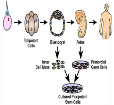 562_Pluripotent SCs.png